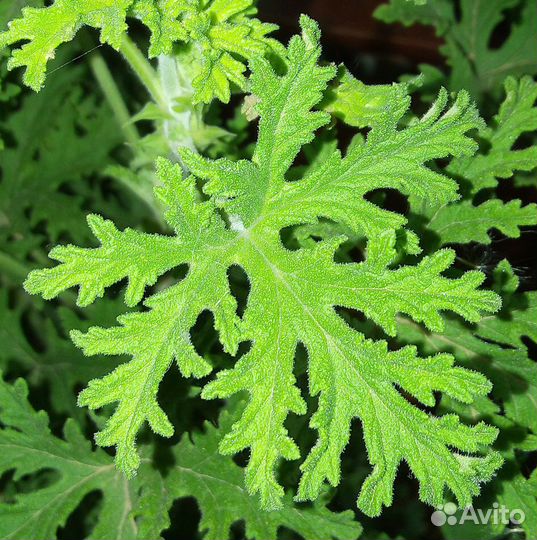 Пеларгония душистая (лимон)