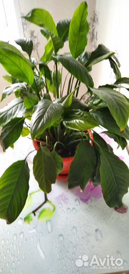 Спатифиллум (женское счастье)