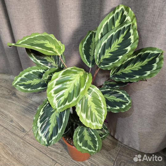 Калатея медальон