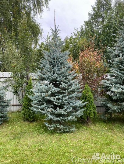 Ель голубая