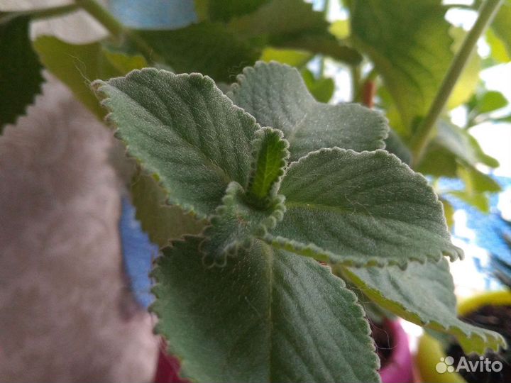 Меняю.Толстянка,хавортия. Мята