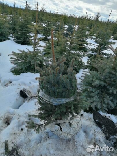 Ель Сизая оптом