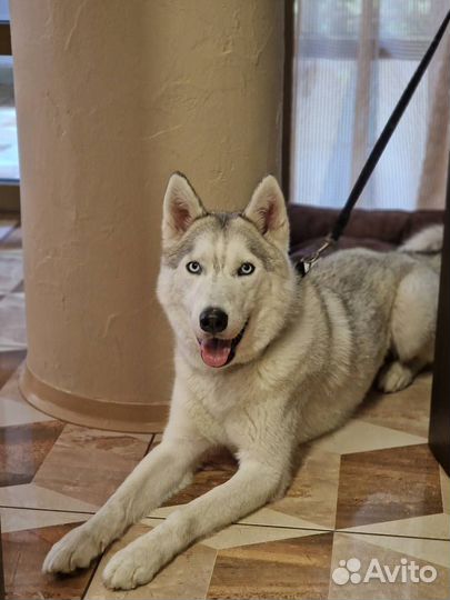 Хаски в добрые руки