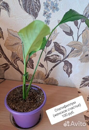Спатифиллум и др. Комнатные растения
