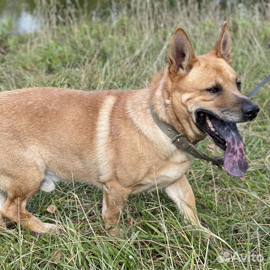 Любимая собака в добрые руки