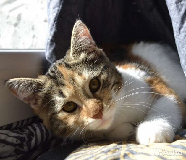 Кошка в дар