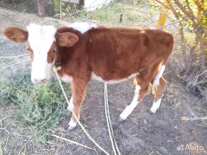 Телочка бычок