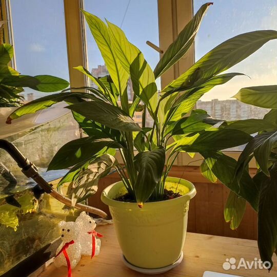 Комнатные цветы.Хлорофитум.Спатифилум