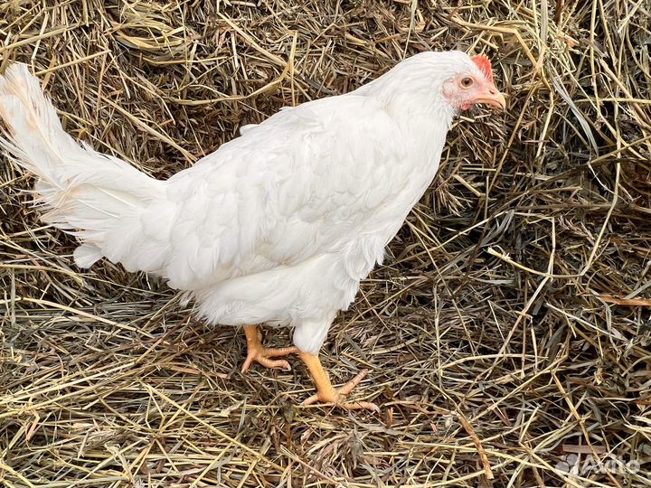 Kуpы нeсушки