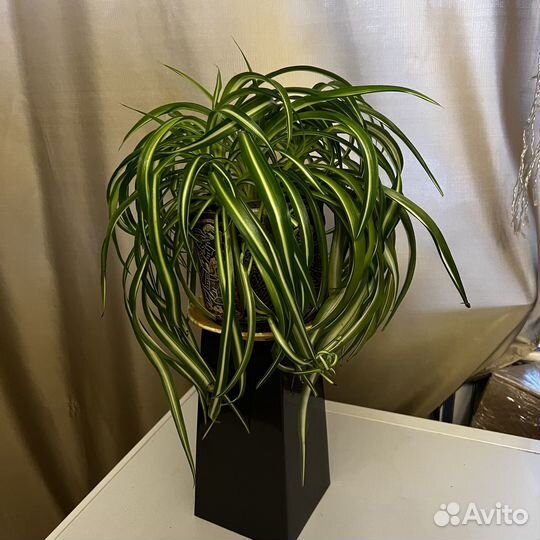 Хлорофитум кудрявый