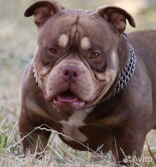 Вязка Микро Ам Булли импорт Испания 32 см шоко три