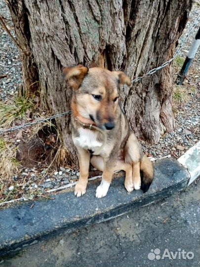 Собака мальчик 1 год привит умный