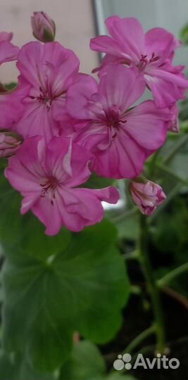 Пеларгония зональная, плющелистная, 