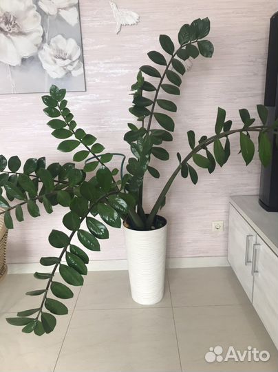 Замиокулькас большой