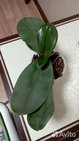 Орхидея фаленопсис