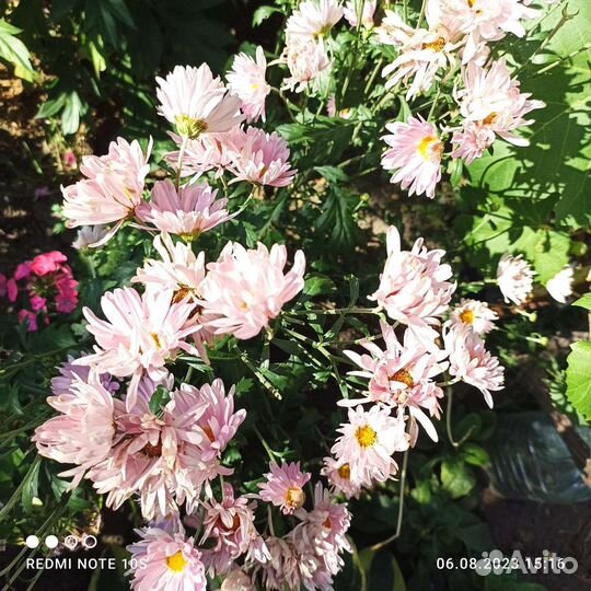 Хризантема