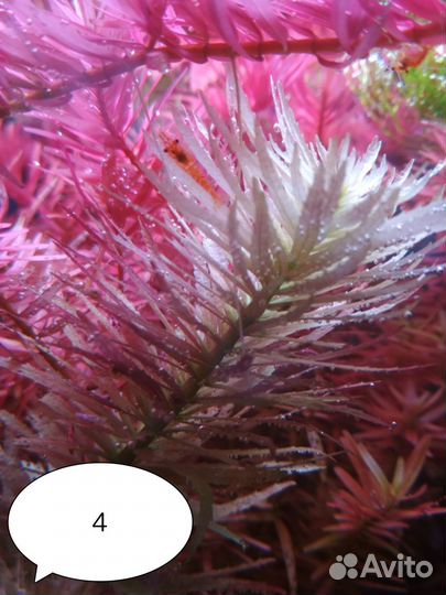 Аквариумные растения