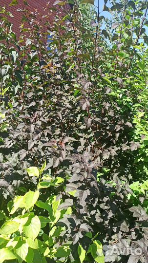 Декоративные кустарники, садовые растения