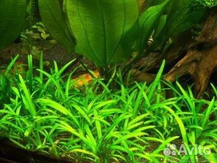 Аквариумное растение - Сагиттария (почвопокровка)