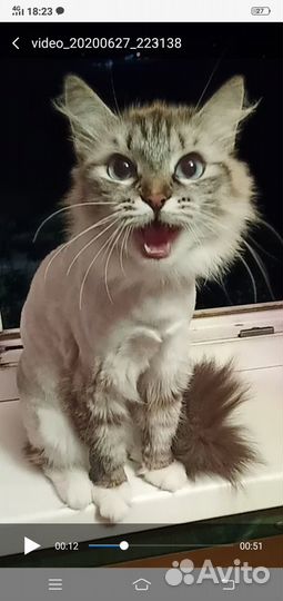 Невская маскарадная потерялась во втором И