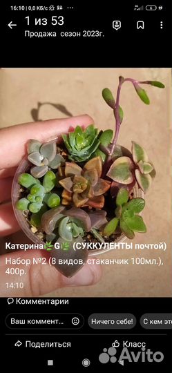 Набор суккулентов для минисадика