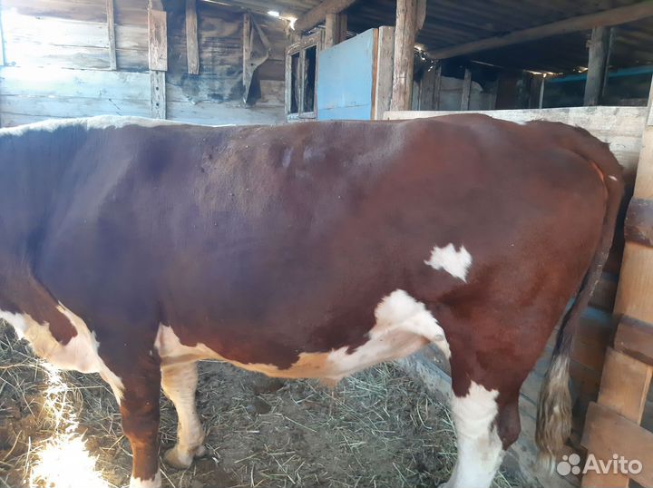 Быки породы герефордская