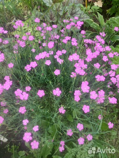 Почвопокровные многолетники : гвоздика-травянка