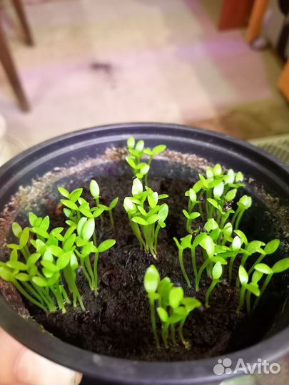 Ростки питахайя