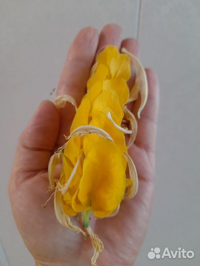 Пахистахис