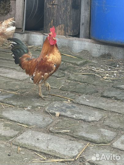 Молодые петухи