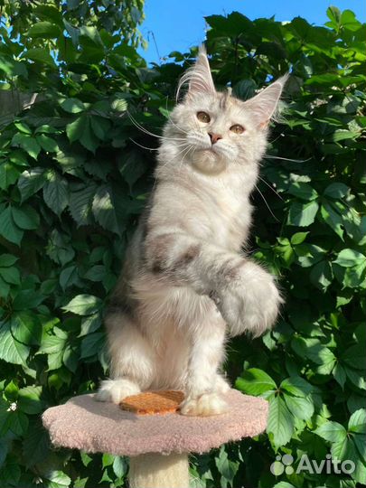 Мейн-кун
