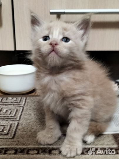Котята мейн-кун