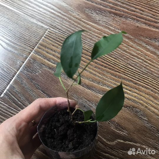 Фикус Бенджамина