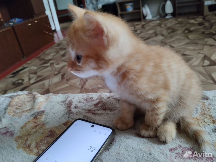 Домашние животные