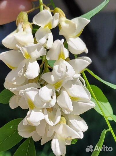 Чистейший мед Белой Акации