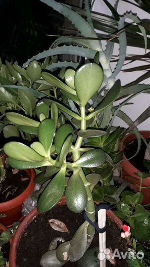 Денежное дерево (толстянка, крассула)