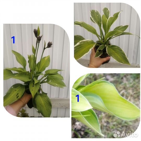 Многолетники для сада