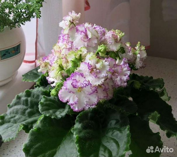 Сортовые фиалки