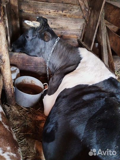Корова дойная