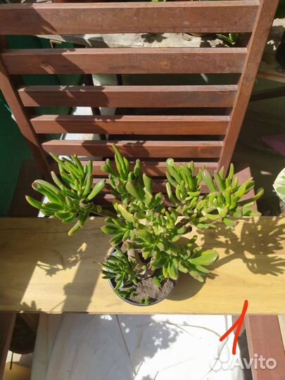 Денежное дерево. Красула хоббит