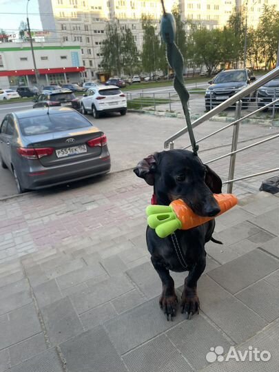 Такса