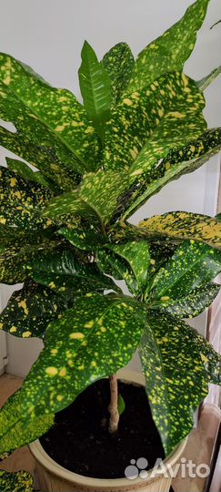 Кротон Gold sun