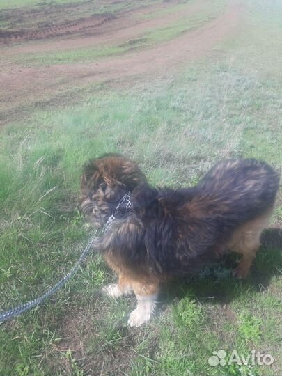 Найдена собака