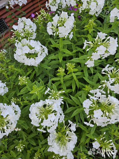 Флокс метельчатый белый