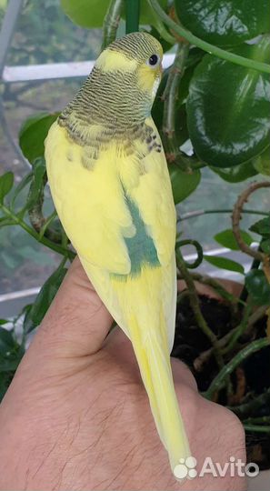 Птенец волнистого попугая