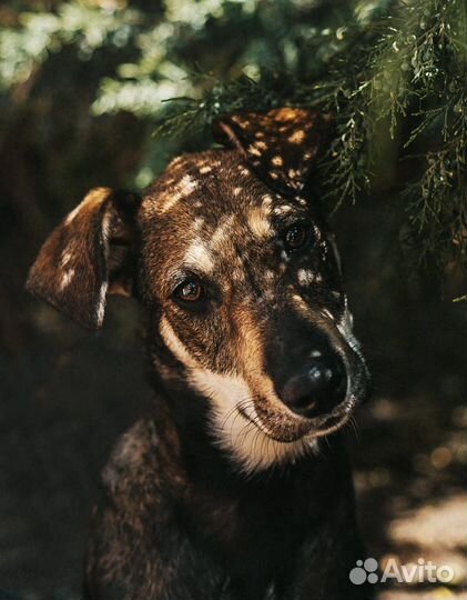 Отдам собаку в добрые руки