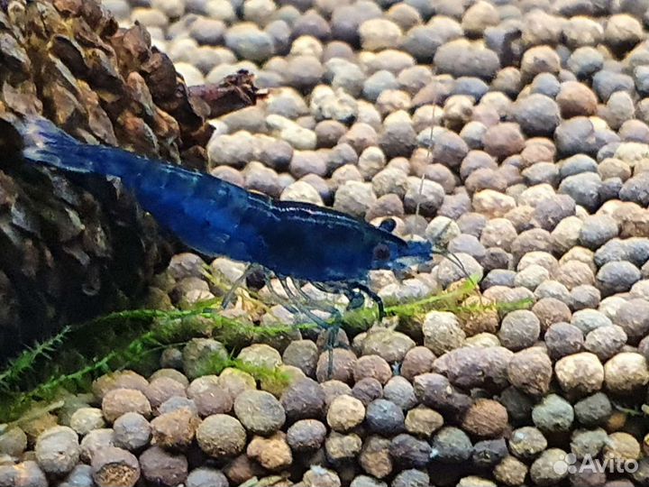 Креветки Blue Dream