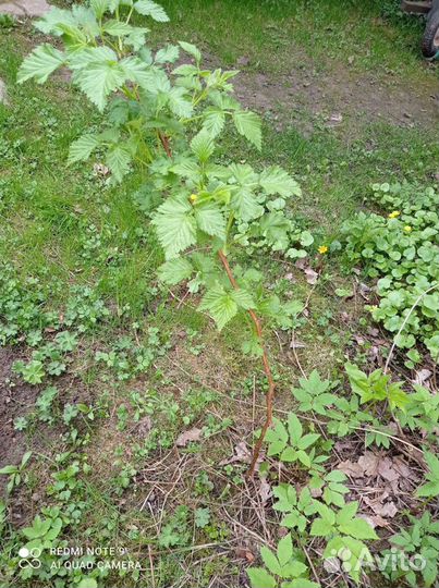 Саженцы малины красной и жёлтой