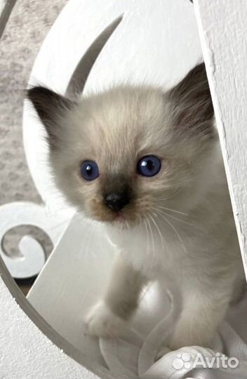 Котенок сил миттед мальчик