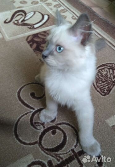 Кошка в дар